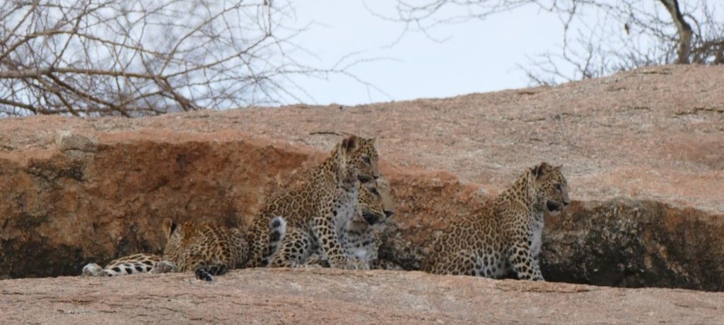 4 luipaarden,Jawai, India