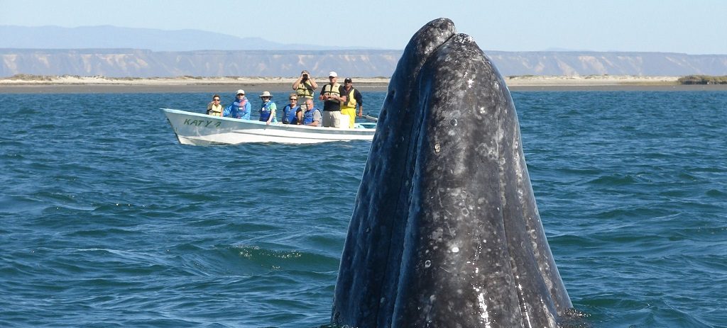 Walvissen spotten in Mexico