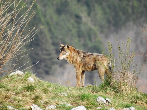 Beren & wolven, Abruzzen National Park, Italië