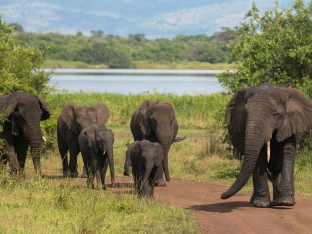 Akagera National Park, Rwanda