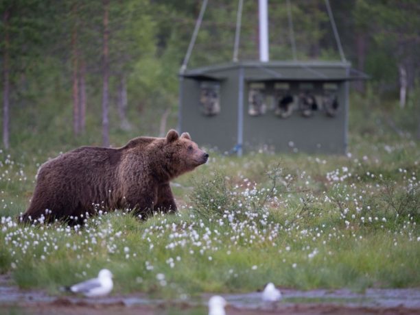 Artic safari Basecamp, Oost Finland