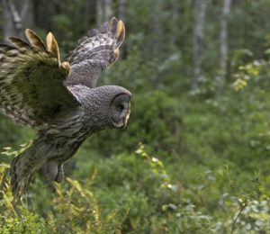 Wildernis Lodge, Taiga wouden, Oost-Finland