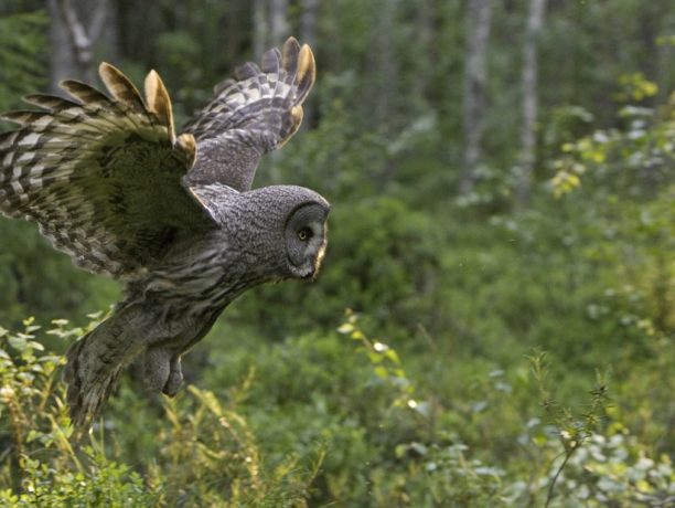 Wildernis Lodge, Taiga wouden, Oost-Finland