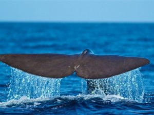 Walvissen spotten in de Azoren, walvissen safari Faial