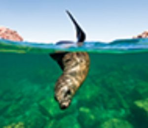 California sea lion (Zalophus californianus) underwater at Los Islotes (the islets) just outside of La Paz, Baja California Sur in the Gulf of California (Sea of Cortez), Mexico.