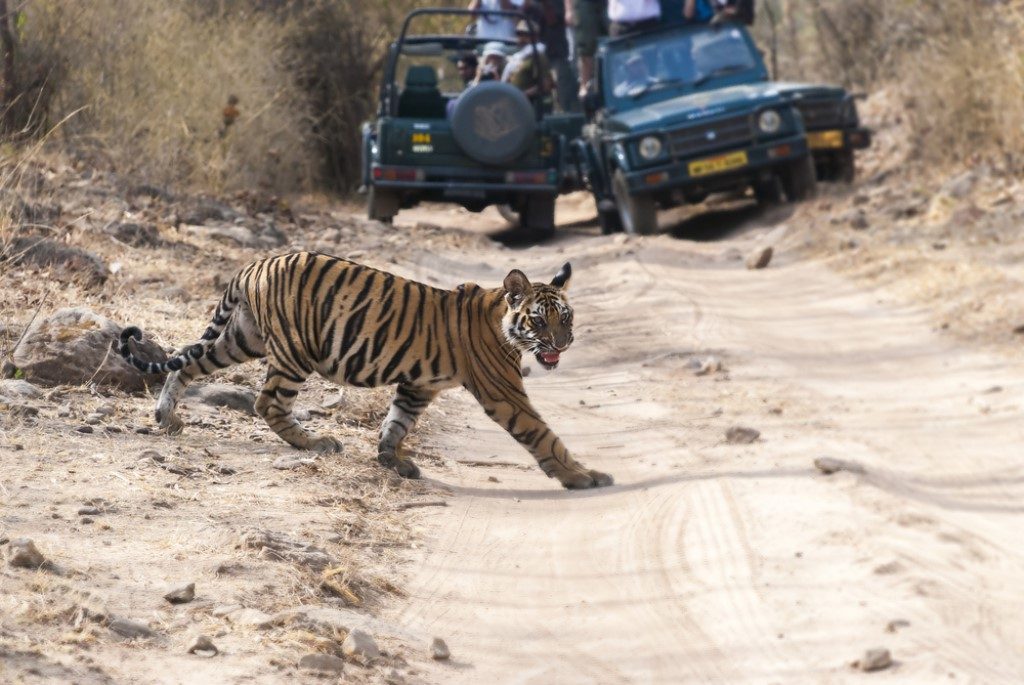 Bandhavgarh National Park | Sundowner Wildlife Holidays