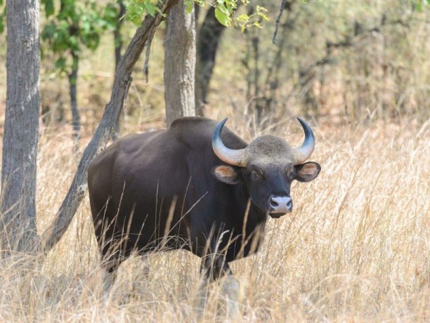 Bandhavgarh