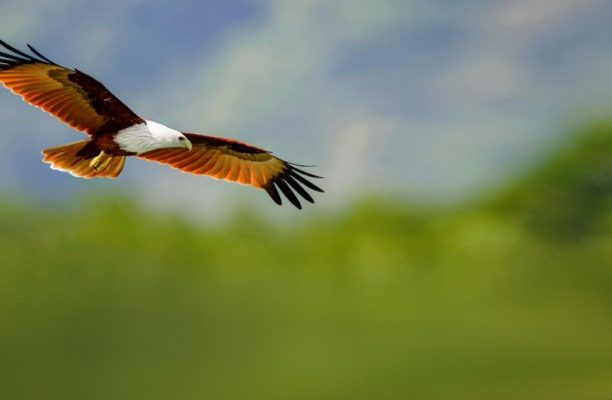 Bardia National Park, Nepal