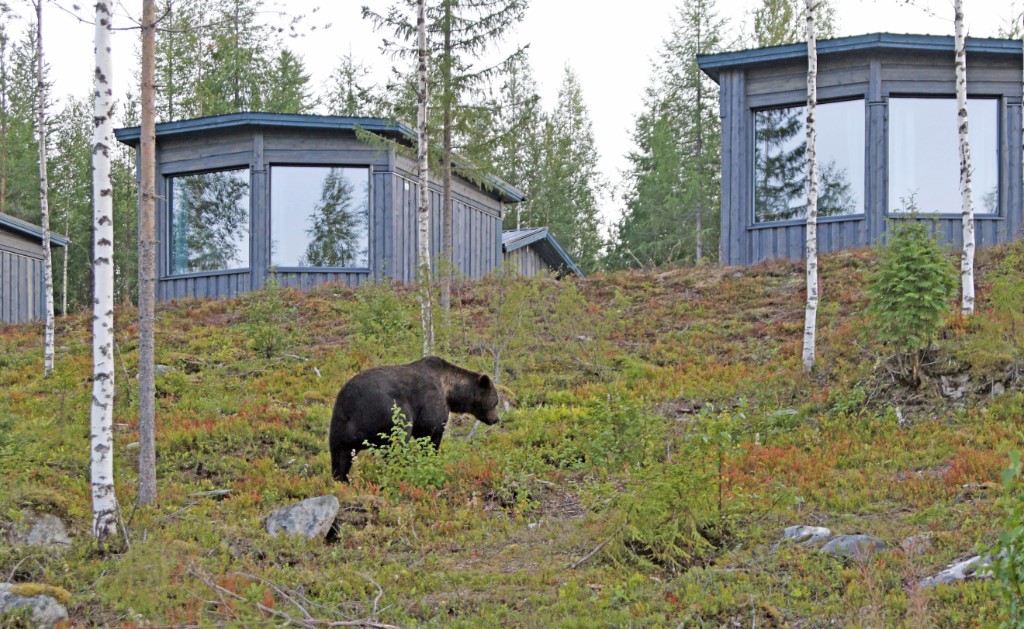 Luxury Bear Cabin