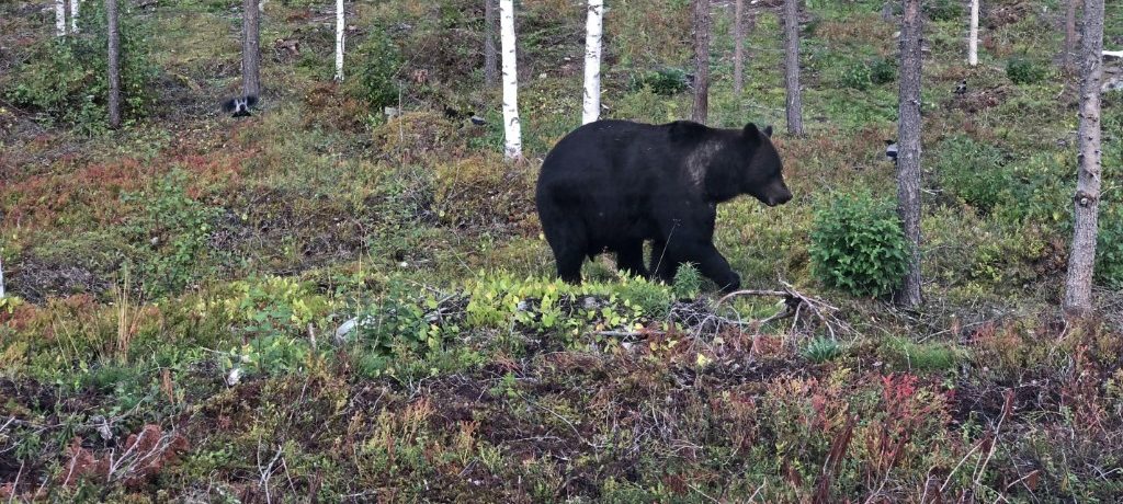 Luxury Bear Cabin, Fins Lapland, Finland