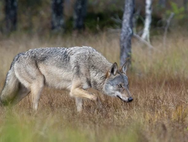 Beren observatie lodge, Oost-Finland