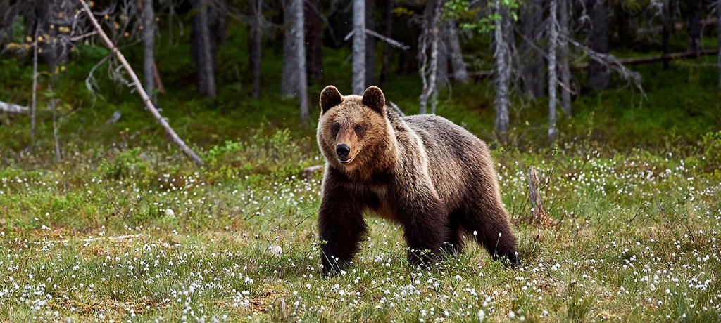Gehuurd advies Te voet Bruine beren Italië | Sundowner Wildlife Holidays