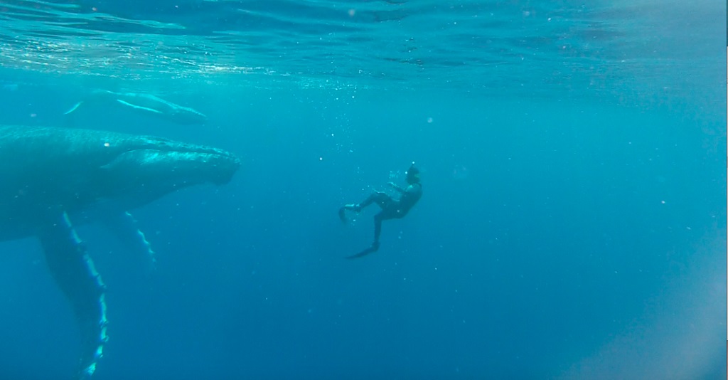 Zwemmen met bultruggen Comoren Activiteiten, Walvissen en dolfijnen spotten, walvissen in de Comoren