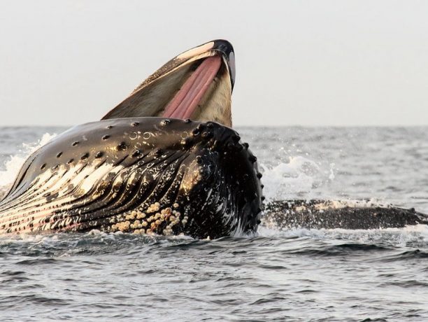 Walvissen spotten in Noorwegen