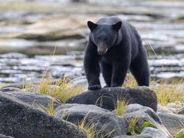 Canada Pacific Rim, Wildlife en natuur