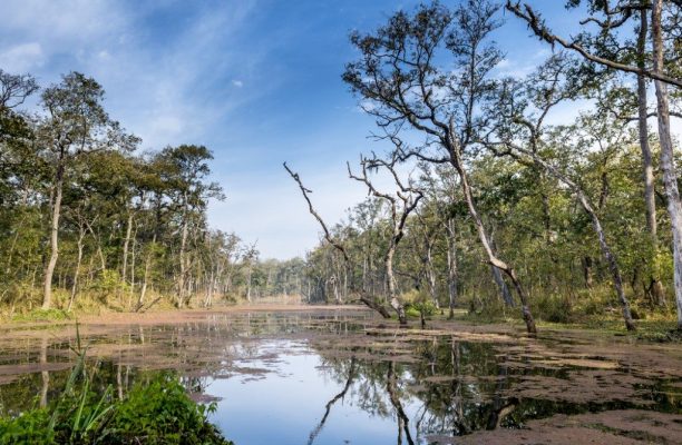 Jungle, Chitwan National Park, Nepal - Shutterstock