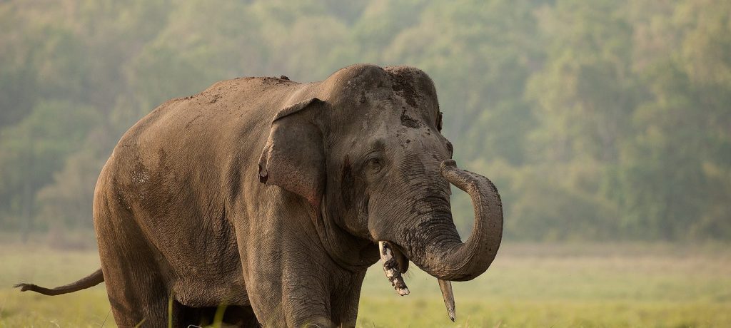 Corbett National Park