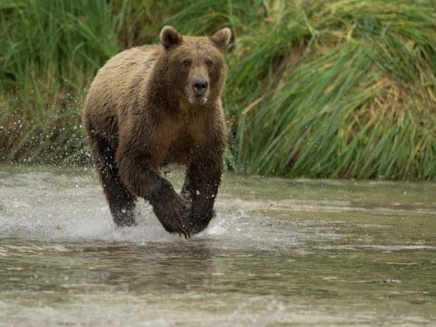 grizzly beren van kodiak tot katmai