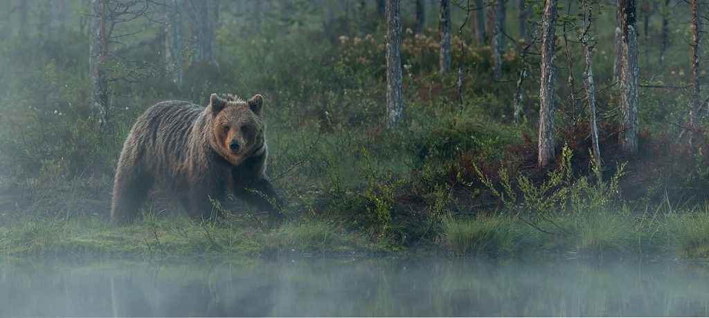 Bruine beren in Finland spotten