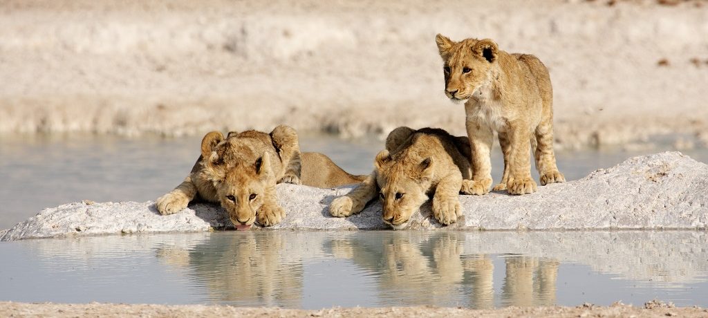 Etosha National Park, leeuw