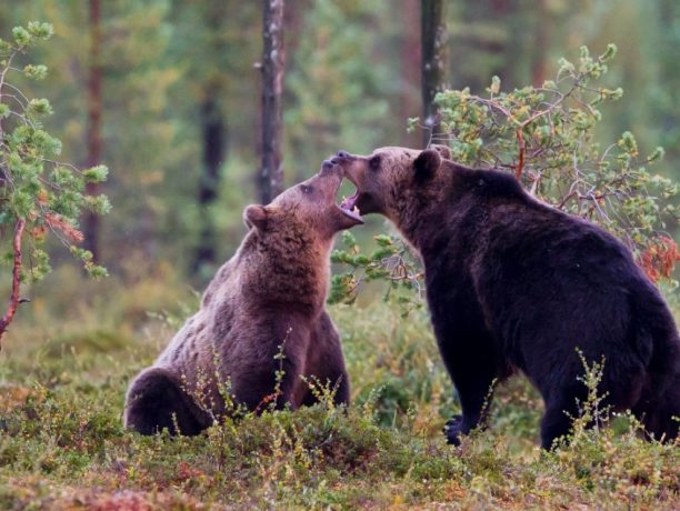 Wildlife fly drive Finland