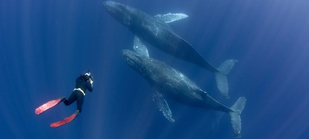 Zwemmen met walvissen
