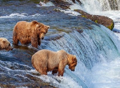 Beste tijd voor Alaska, beren spotten in Alaska