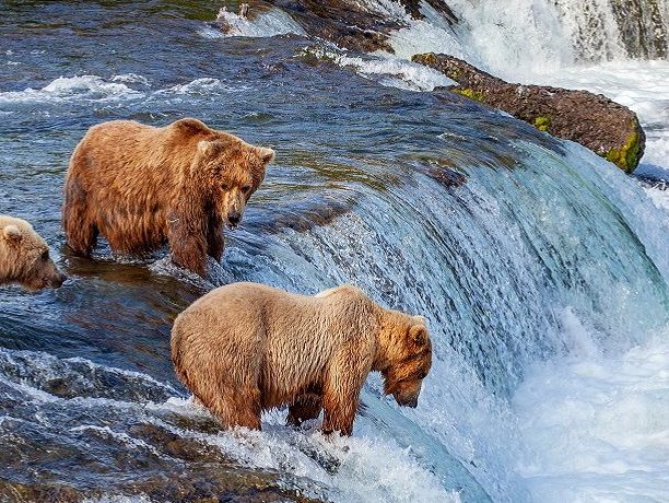 Beste tijd voor Alaska, beren spotten in Alaska