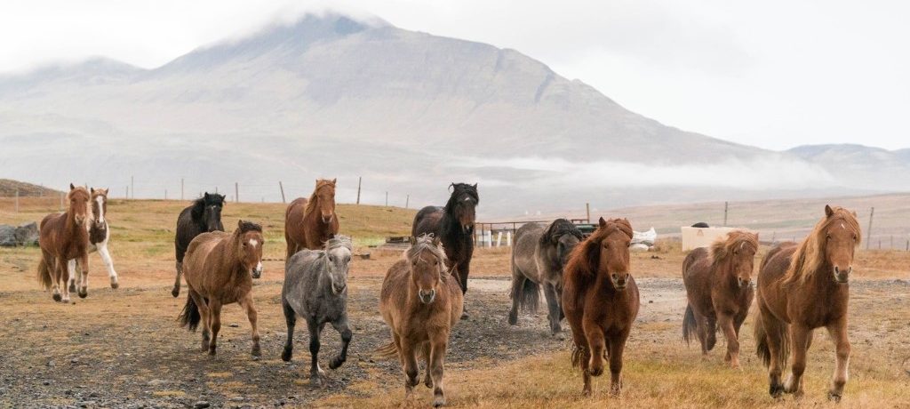 Hestasport Cottages, Skagafjördur, Noord-IJsland