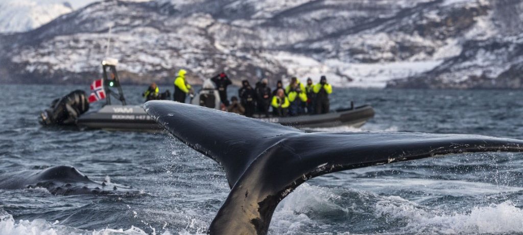 Walvissafari, walvissen spotten in Noorwegen