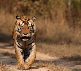 Kanha tijger, wildlife