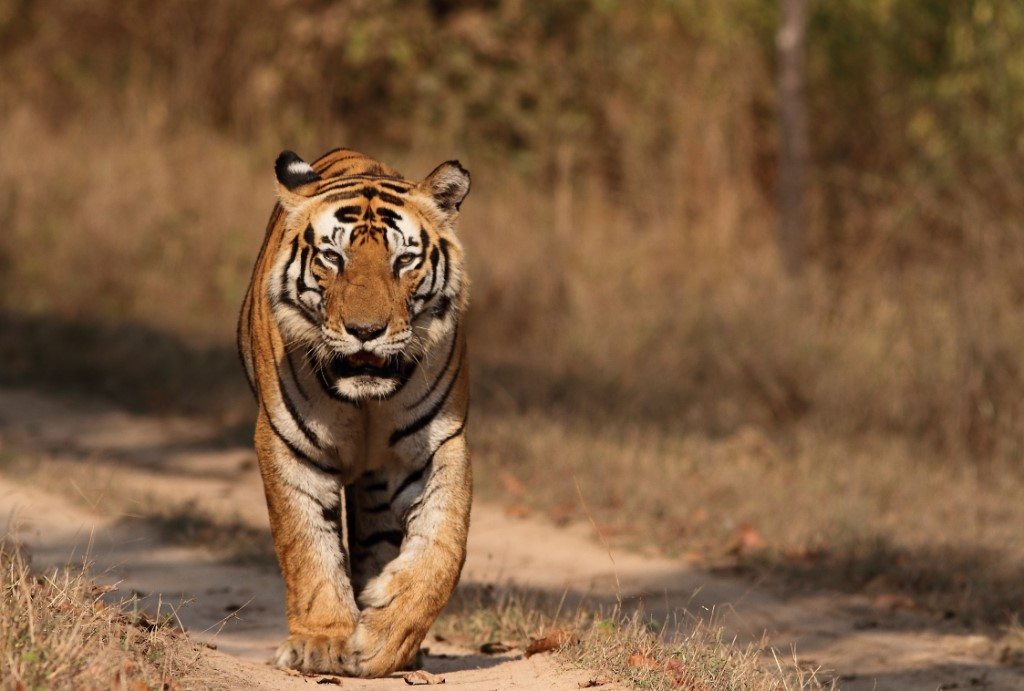 Kanha tijger, wildlife