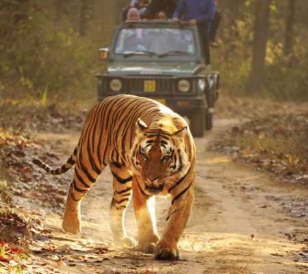 Kaziranga NP