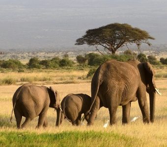 Kenia reizen Amboseli, Olifant safari reizen