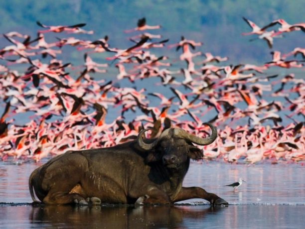 Lake Bogoria