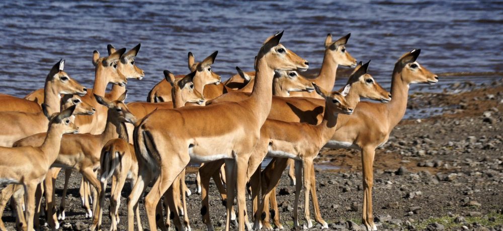 Lake Ndutu Serengeti