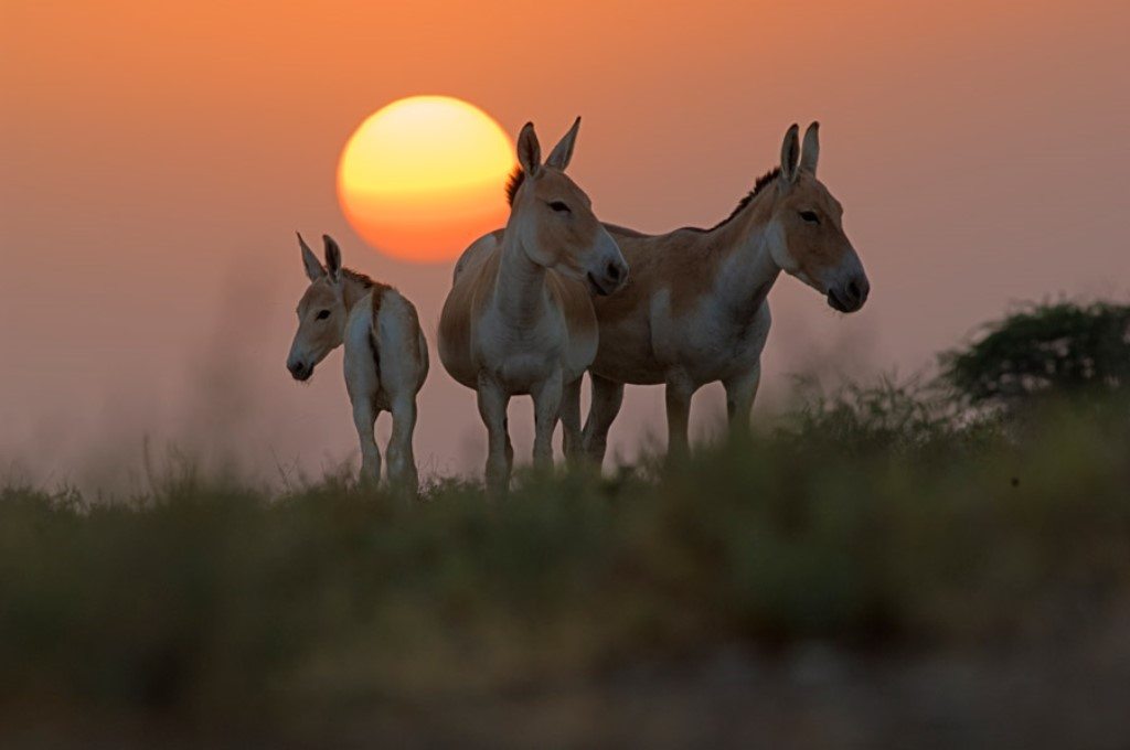 Little Rann of Kutch, West India