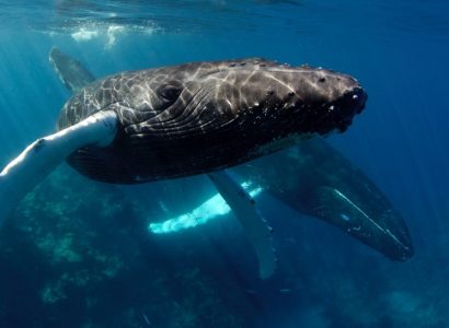 Zwemmen met walvissen, Walvissen spotten in de Dominicaanse Republiek. bultrugwalvissen spotten