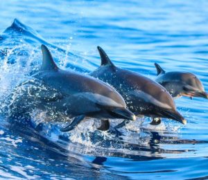 Walvissen en dolfijnen spotten