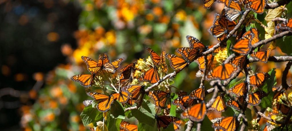 Monarchvlinderreis, Mexico