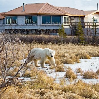 Nanuk Polar Bear Lodge