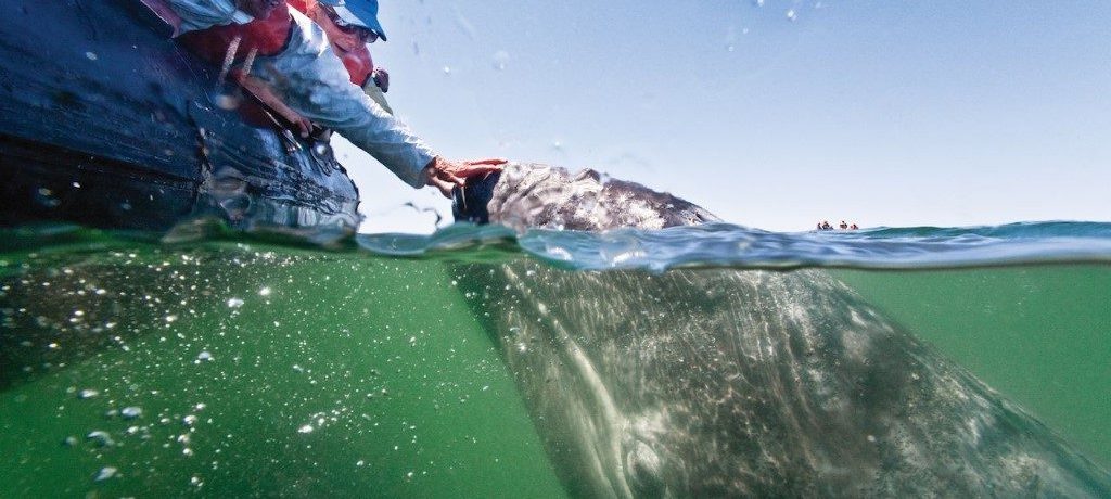 Grijze walvis, National Geographic Venture