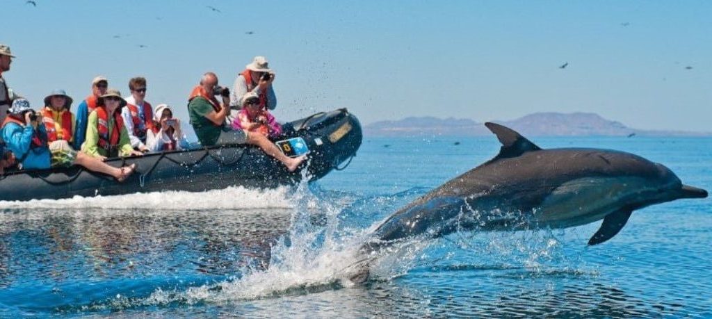 Dolfijnen, Baja California