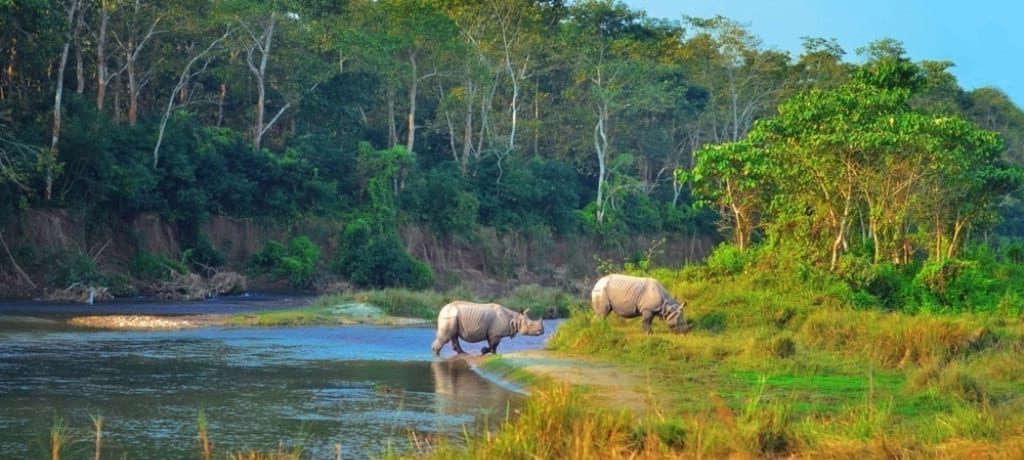 Neushoorn. Luxe rondreis Nepal hoogtepunten