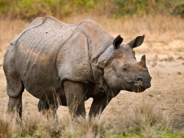 Indische neushoorn, Jaldapara Wildlife Sanctuary, India - Shutterstock