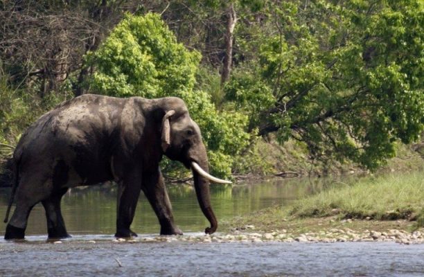 Olifant, Bardia National Park, Nepal - Shutterstock