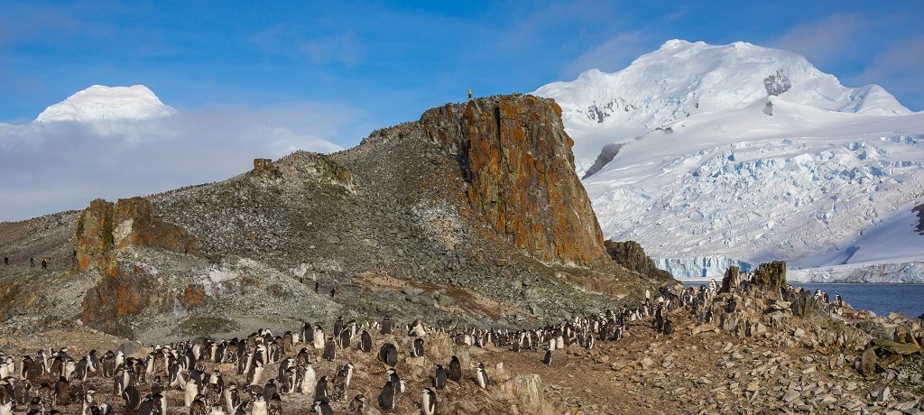 Pinguïns Orkney & Shetland eilanden, Antarctica