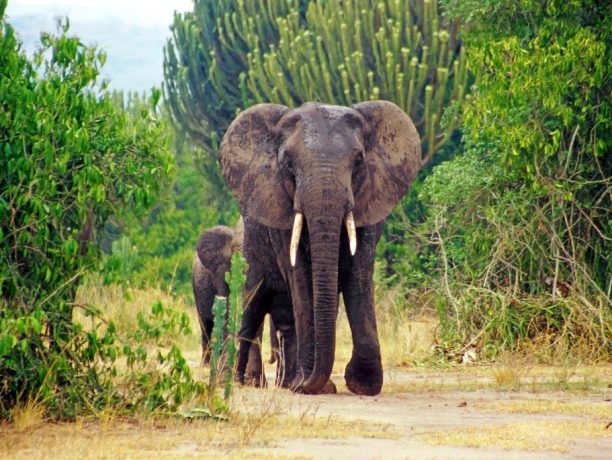 Olifant, Queen Elizabeth NP, Oeganda - Shutterstock