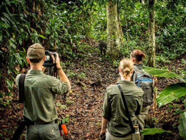 Odzala National Park laagland gorilla tracking, Klimaat congo