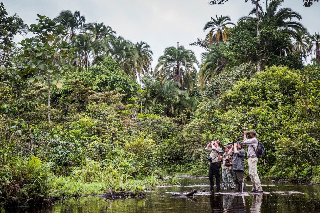 11-daagse Reis Naar Odzala In Congo Brazzaville | Sundowner Wildlife ...